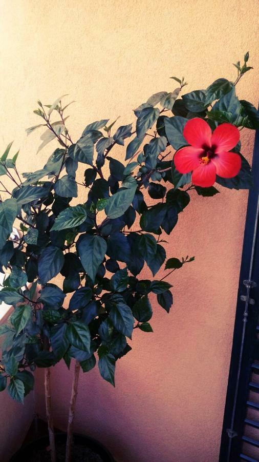 שיבניק Apartment Sunce מראה חיצוני תמונה